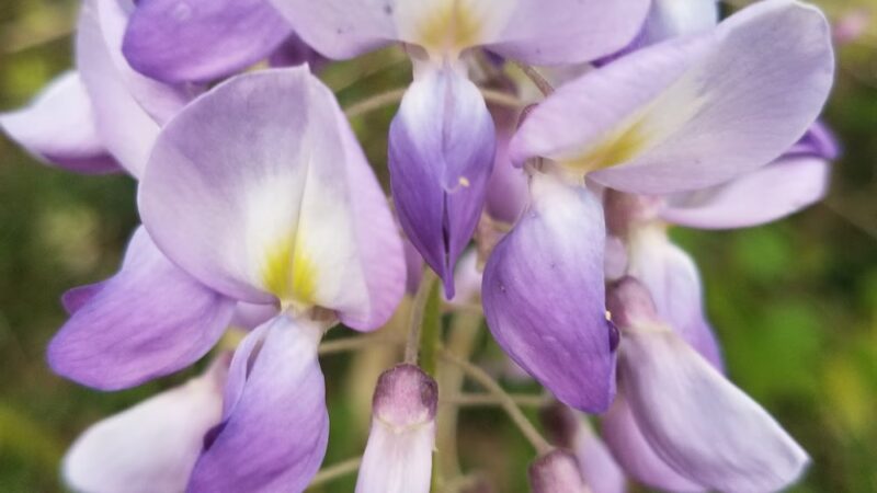 20th & Tioga Street Park - Philadelphia, PA