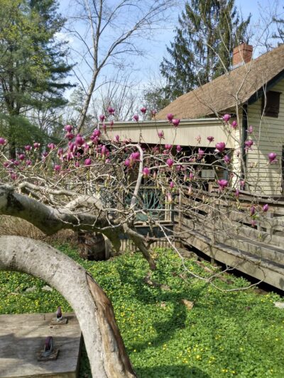 Andorra Natural Area - Philadelphia, PA