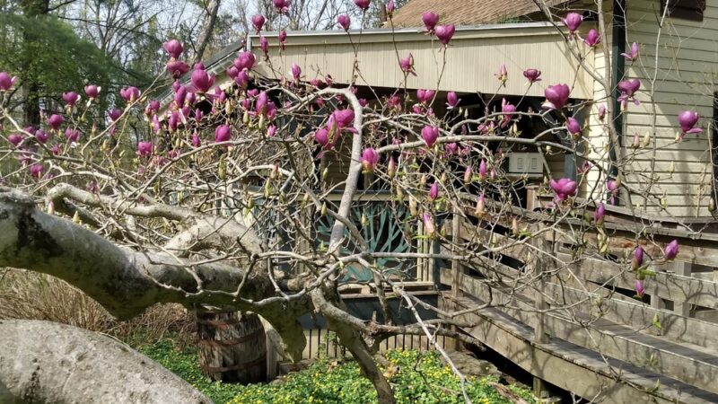 Andorra Natural Area - Philadelphia, PA