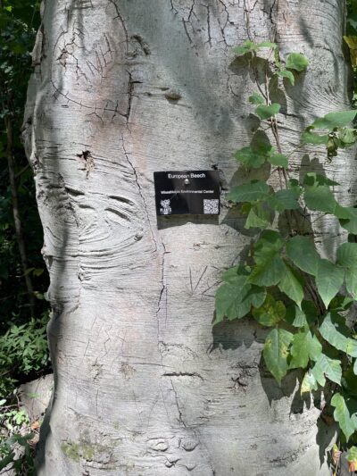 Andorra Natural Area - Philadelphia, PA