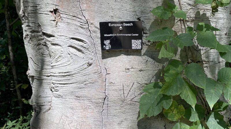 Andorra Natural Area - Philadelphia, PA