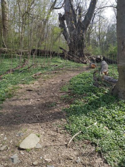 Andorra Natural Area - Philadelphia, PA