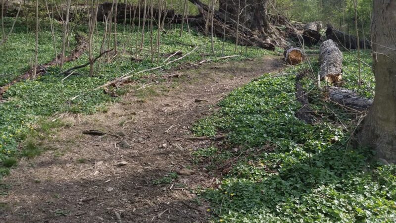 Andorra Natural Area - Philadelphia, PA