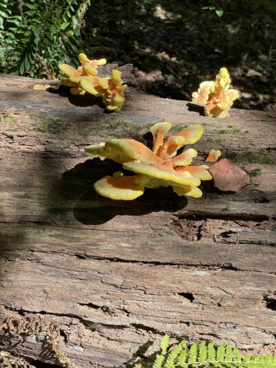 Andorra Natural Area - Philadelphia, PA