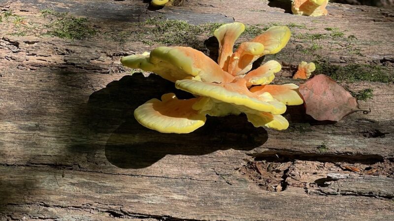 Andorra Natural Area - Philadelphia, PA