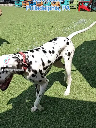 Bark Social - Philadelphia, PA