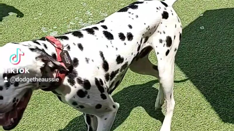 Bark Social - Philadelphia, PA