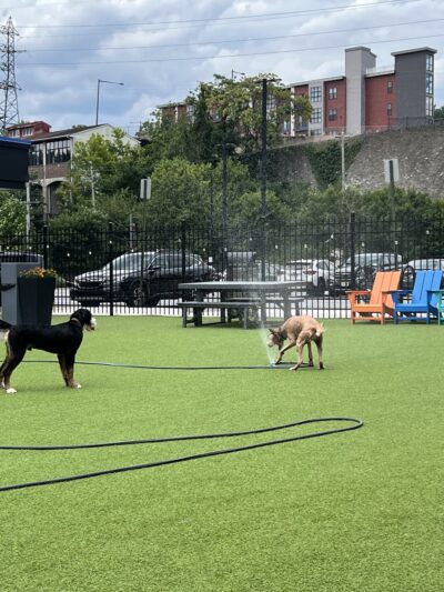 Bark Social - Philadelphia, PA