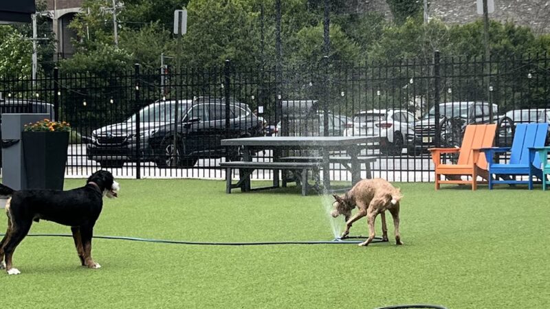 Bark Social - Philadelphia, PA