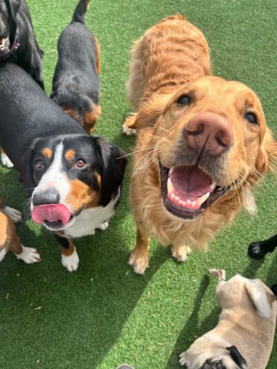 BarkPark West - Philadelphia, PA