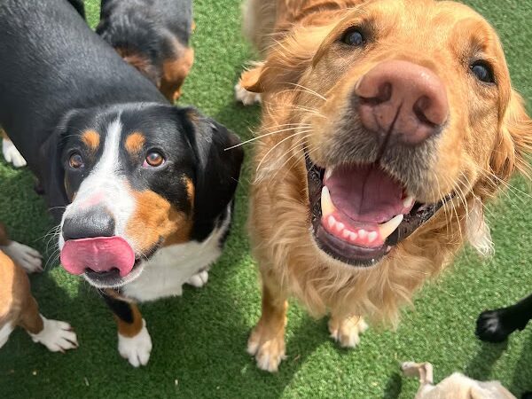 BarkPark West - Philadelphia, PA