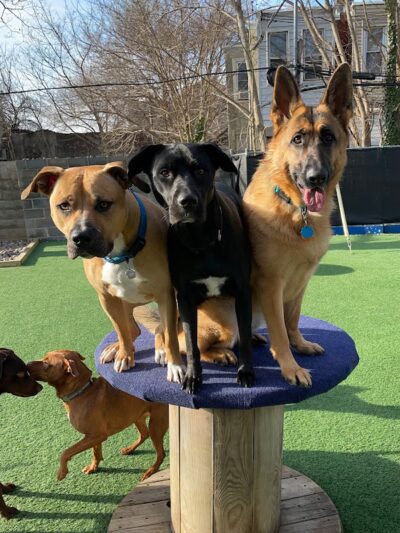 BarkPark West - Philadelphia, PA