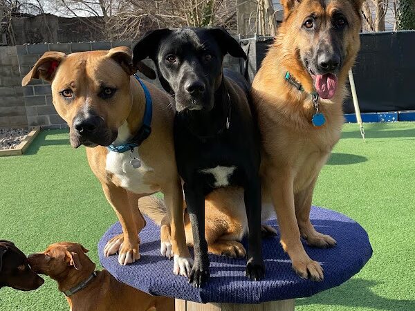 BarkPark West - Philadelphia, PA