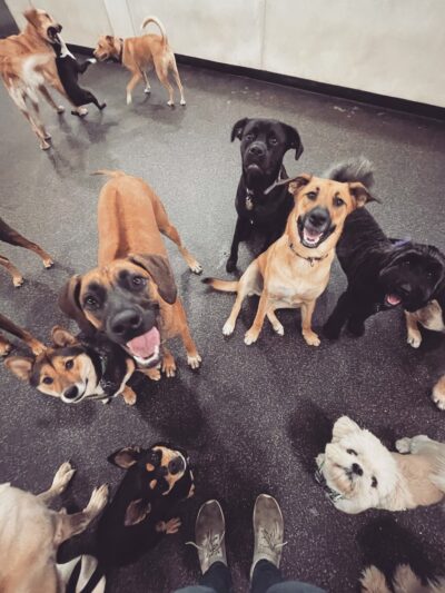 BarkPark West - Philadelphia, PA