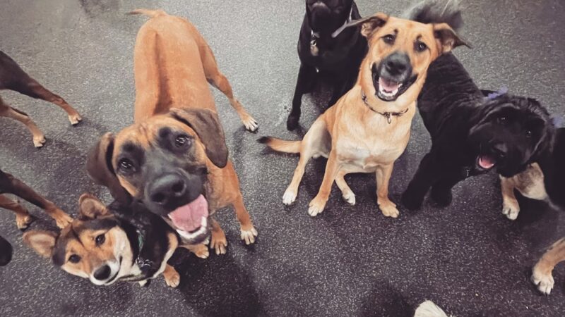 BarkPark West - Philadelphia, PA