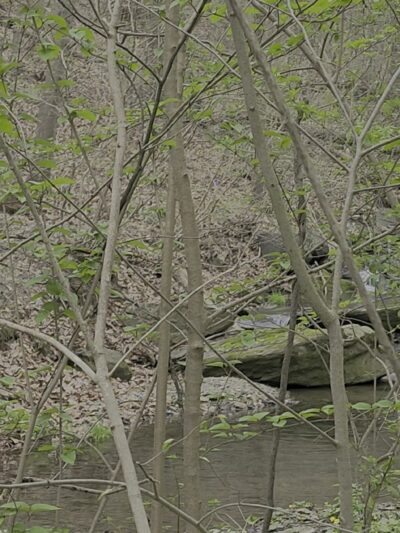 Bells Mill Road West Trailhead - Philadelphia, PA