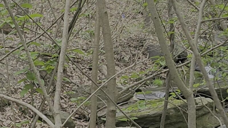 Bells Mill Road West Trailhead - Philadelphia, PA