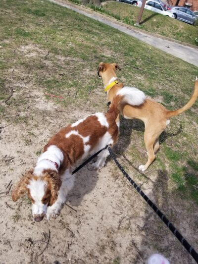 Ben Barkan Park - Philadelphia, PA