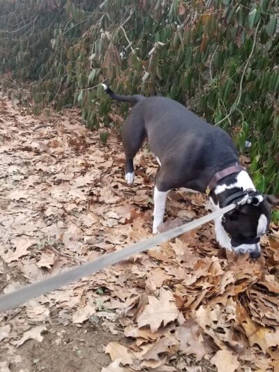 Ben Barkan Park - Philadelphia, PA