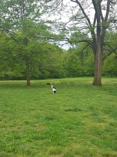 Blue Bell Park - Philadelphia, PA