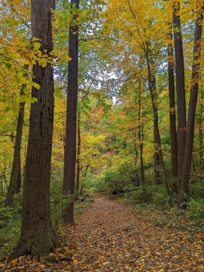 Carpenter's Woods - Philadelphia, PA