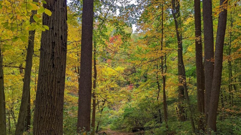Carpenter's Woods - Philadelphia, PA