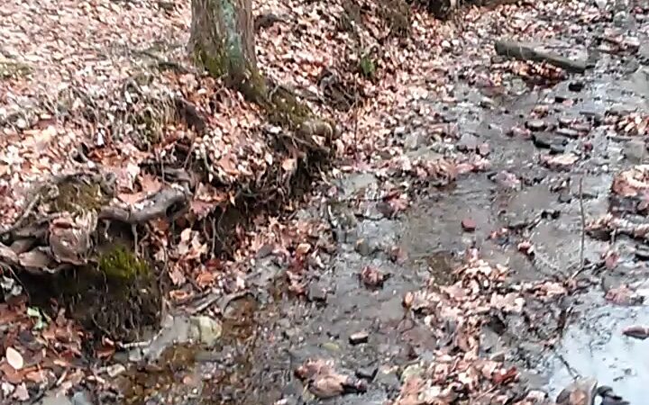 Carpenter's Woods - Philadelphia, PA