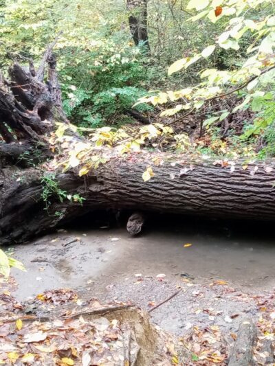 Carpenter's Woods - Philadelphia, PA