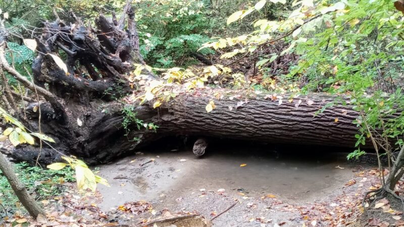 Carpenter's Woods - Philadelphia, PA