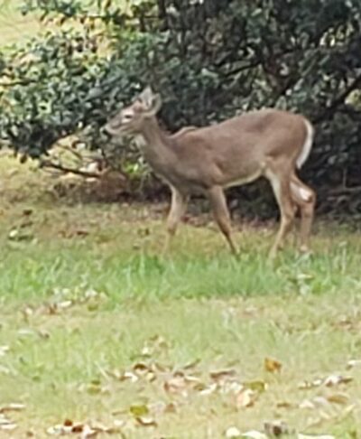 Carpenter's Woods - Philadelphia, PA