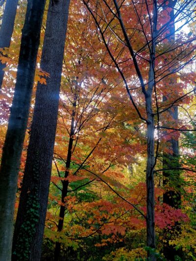 Carpenter's Woods - Philadelphia, PA