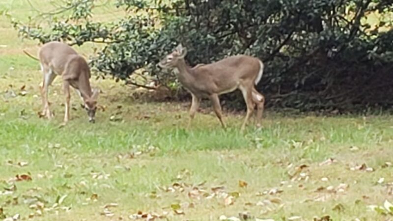 Carpenter's Woods - Philadelphia, PA