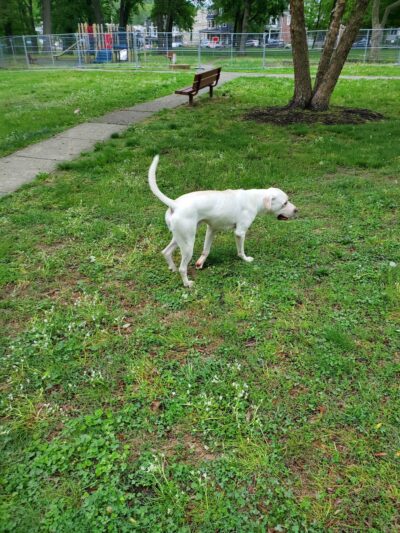 Cliveden Park - Philadelphia, PA