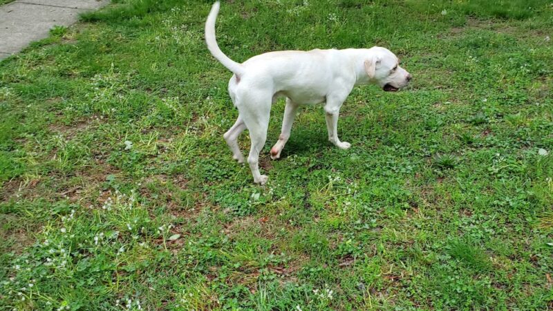 Cliveden Park - Philadelphia, PA