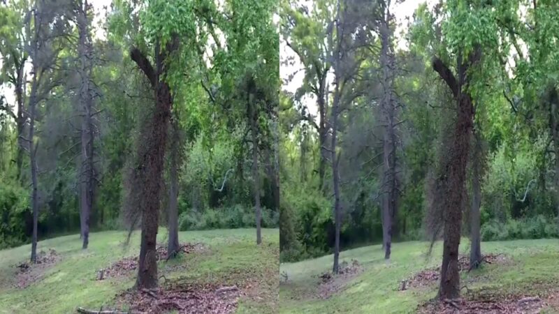 Cobbs Creek Park - Philadelphia, PA