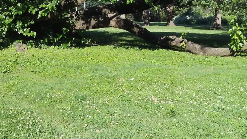 Disston Park - Philadelphia, PA
