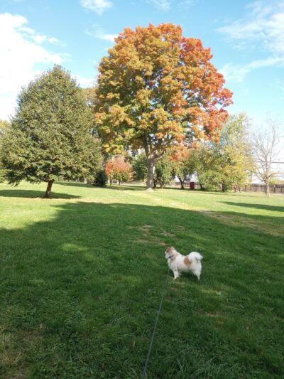 Disston Park - Philadelphia, PA