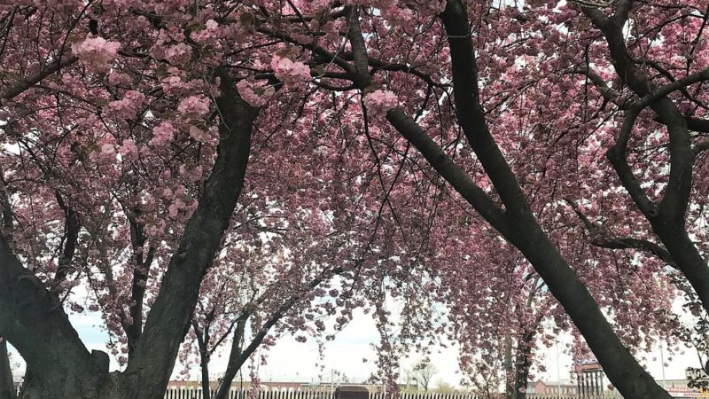 Disston Park - Philadelphia, PA