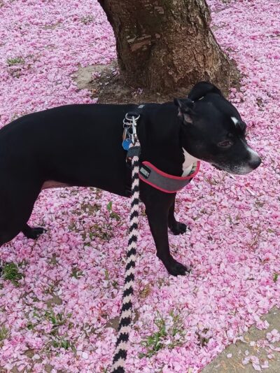 Fairview Park - Philadelphia, PA