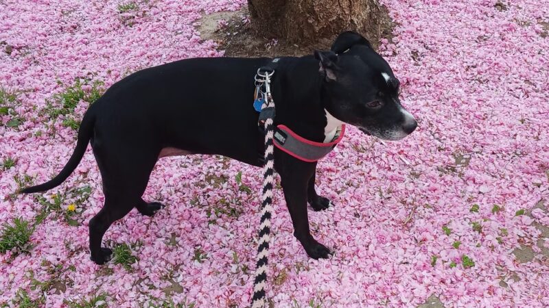 Fairview Park - Philadelphia, PA