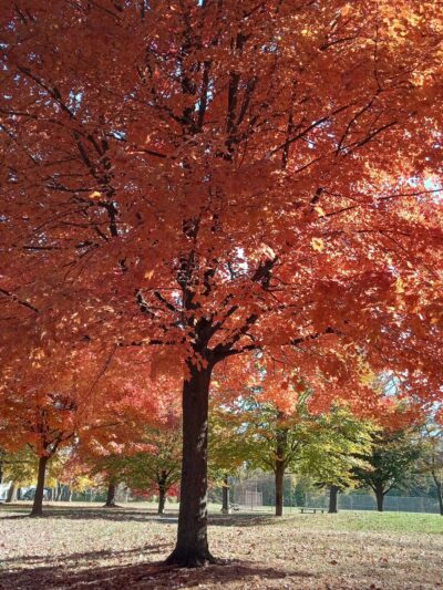 Fernhill Park - Philadelphia, PA