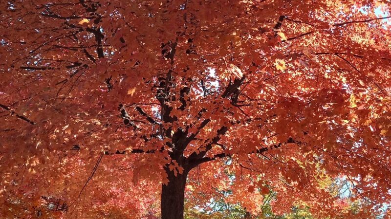 Fernhill Park - Philadelphia, PA