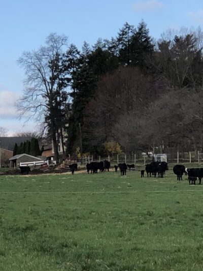 Fox Chase Farm - Philadelphia, PA
