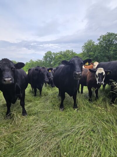 Fox Chase Farm - Philadelphia, PA