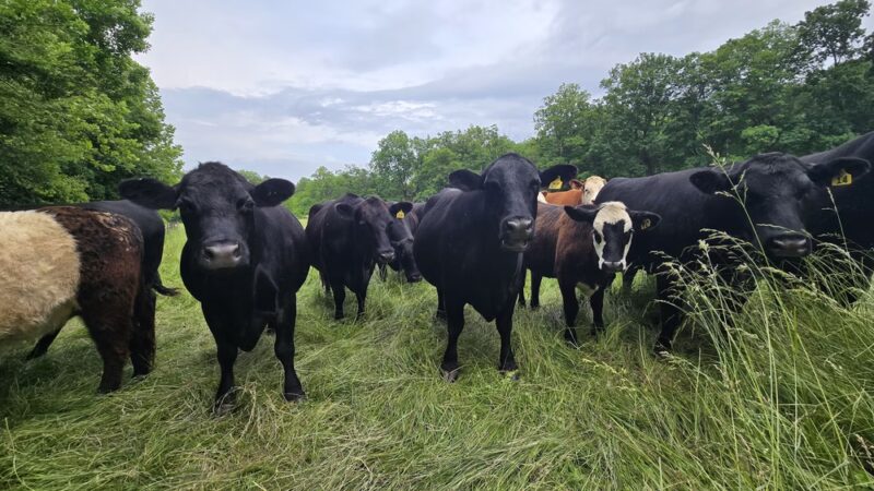 Fox Chase Farm - Philadelphia, PA