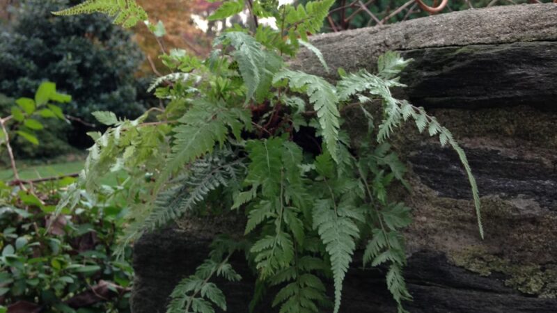 Friends of Carpenter’s Woods - Philadelphia, PA