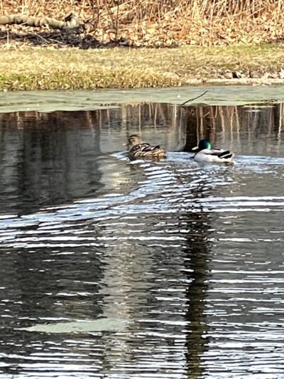 Friends of Fluehr Park - Philadelphia, PA