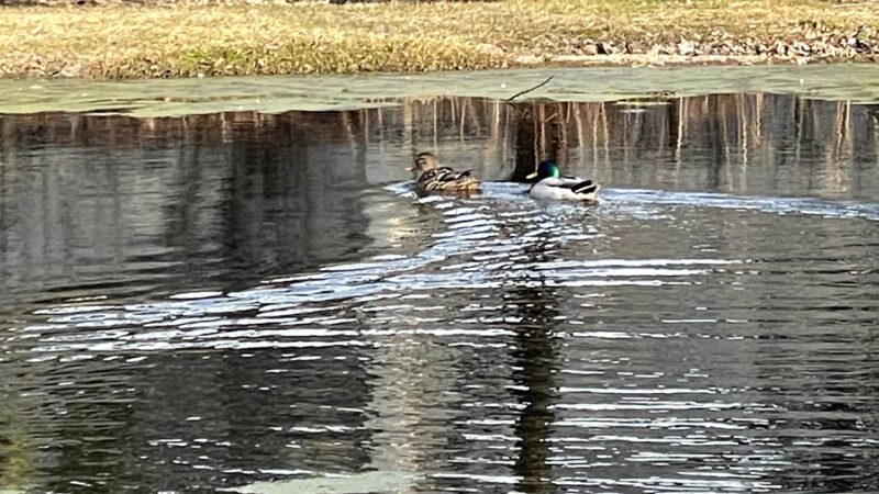 Friends of Fluehr Park - Philadelphia, PA