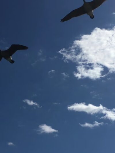 John Heinz National Wildlife Refuge at Tinicum - Philadelphia, PA