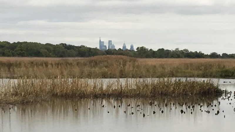 John Heinz National Wildlife Refuge at Tinicum - Philadelphia, PA
